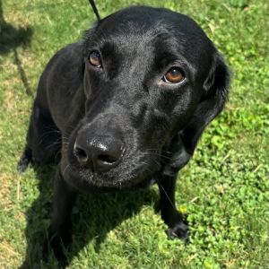 MAMA BEAR, Young Female Labrador Retriever