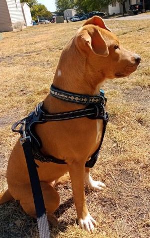 WINNY, Young Female Terrier