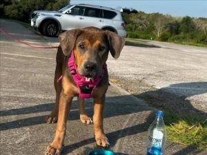 ARES, Young Male Labrador Retriever