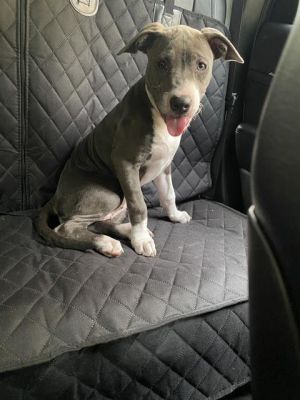 ABBEY, Young Female American Staffordshire Terrier