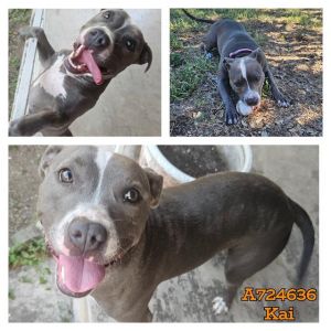 KAI, Adult Female unknown