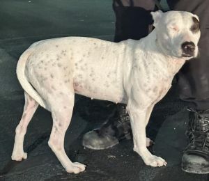 MATILDA, Adult Female unknown