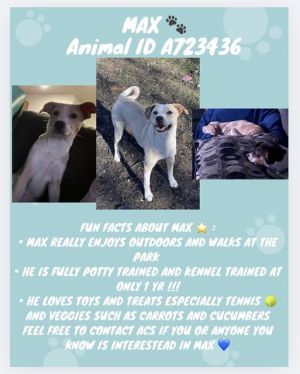 MAX, Young Male Labrador Retriever