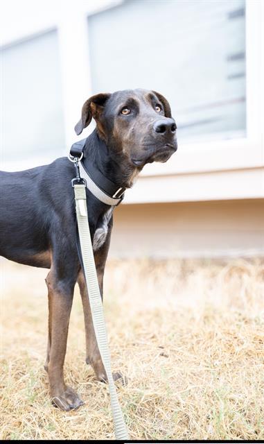 DOZER