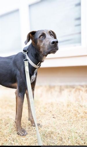 DOZER, Adult Male unknown