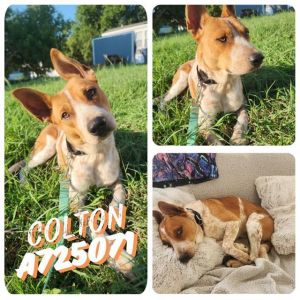 COLTON, Adult Male unknown
