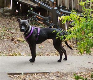 OLIVIA, Adult Female Boxer