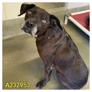 PRINCESS, Senior Female unknown