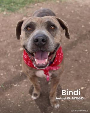 CALI, Adult Female unknown