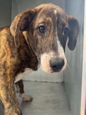 SKITTLES, Young Female unknown