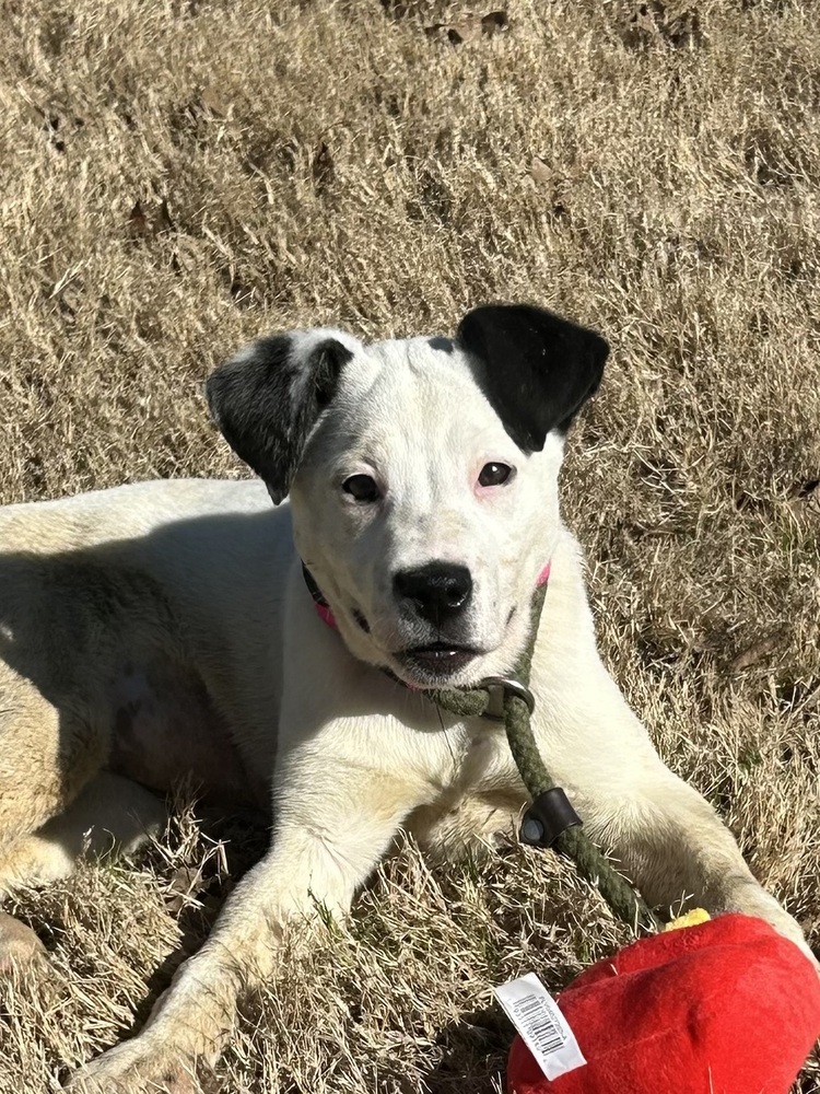 Josie
