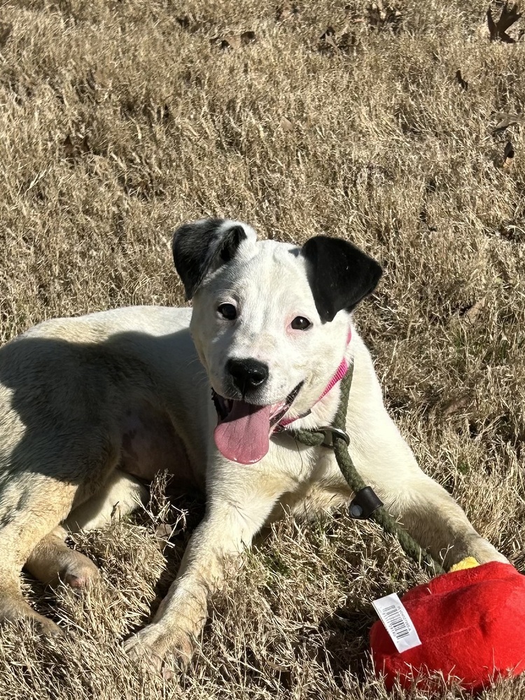 Josie