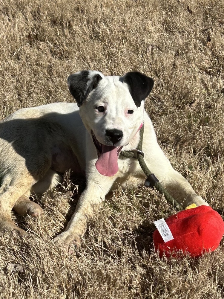 Josie