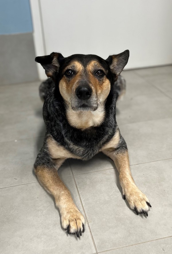 Bessi (raven), an adoptable Australian Cattle Dog / Blue Heeler in Keswick, ON, L4P 3G1 | Photo Image 1