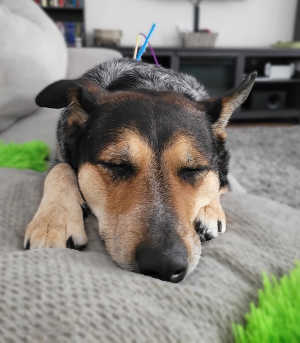 Bessi (raven), an adoptable Australian Cattle Dog / Blue Heeler in Keswick, ON, L4P 3G1 | Photo Image 2