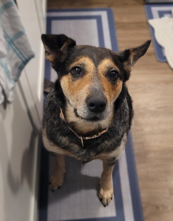Bessi (raven), an adoptable Australian Cattle Dog / Blue Heeler in Keswick, ON, L4P 3G1 | Photo Image 3