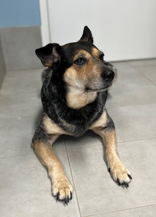 Bessi (raven), an adoptable Australian Cattle Dog / Blue Heeler in Keswick, ON, L4P 3G1 | Photo Image 5