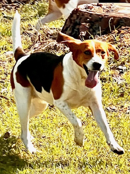 Laverne