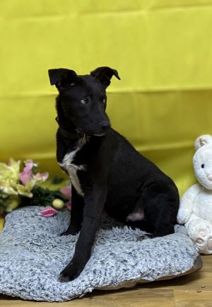 Fetty, Young Male Labrador Retriever