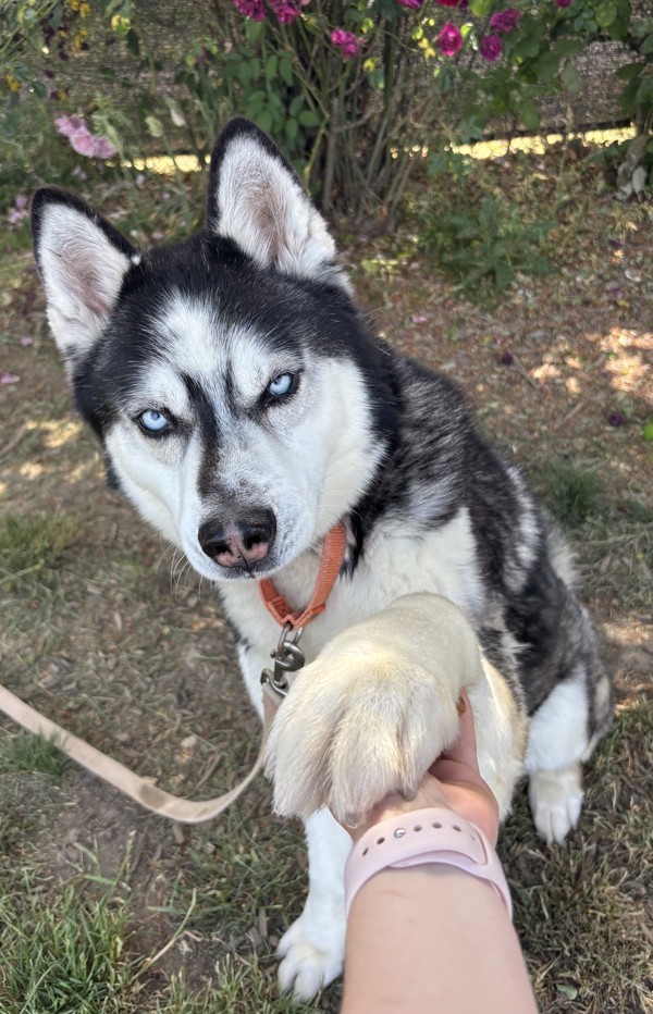 Jojo, an adoptable Siberian Husky in Salem, OR, 97301 | Photo Image 1