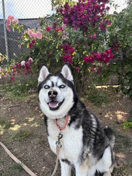 Jojo, an adoptable Siberian Husky in Salem, OR, 97301 | Photo Image 2