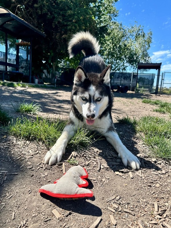Jojo, an adoptable Siberian Husky in Salem, OR, 97301 | Photo Image 3