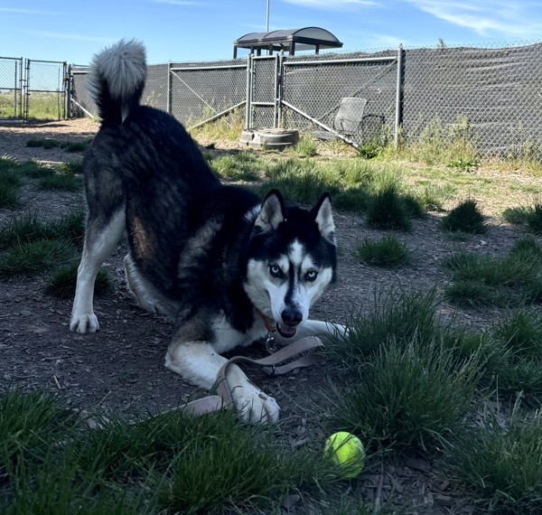 Jojo, an adoptable Siberian Husky in Salem, OR, 97301 | Photo Image 4