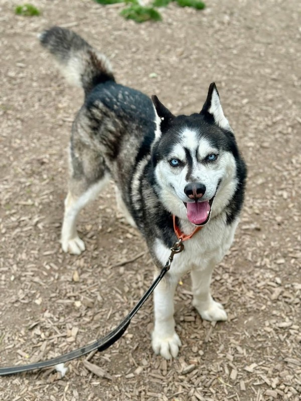 Jojo, an adoptable Siberian Husky in Salem, OR, 97301 | Photo Image 5