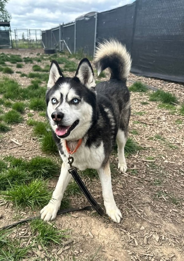 Jojo, an adoptable Siberian Husky in Salem, OR, 97301 | Photo Image 6