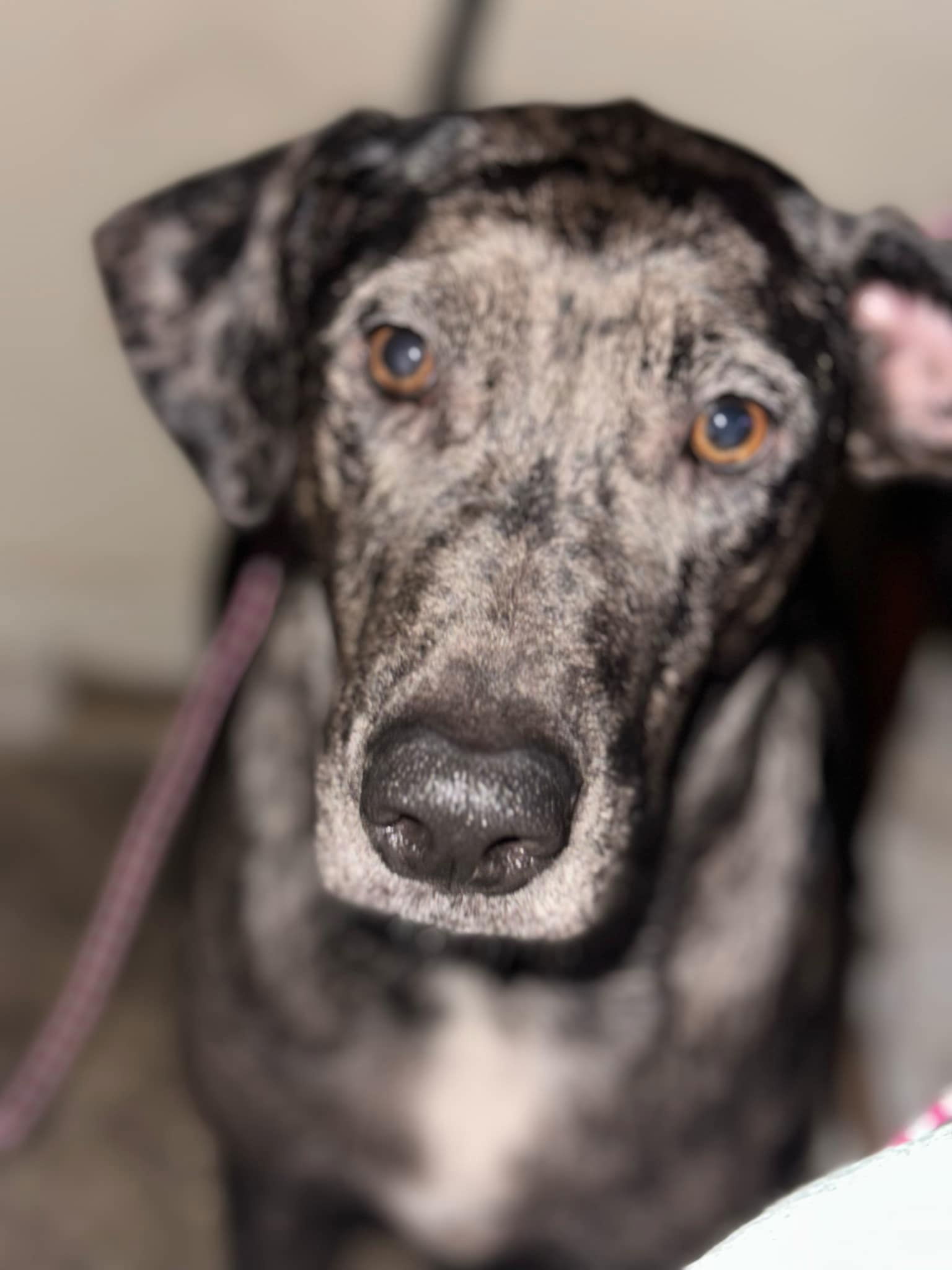 Pretzel - Pretty Pooch!