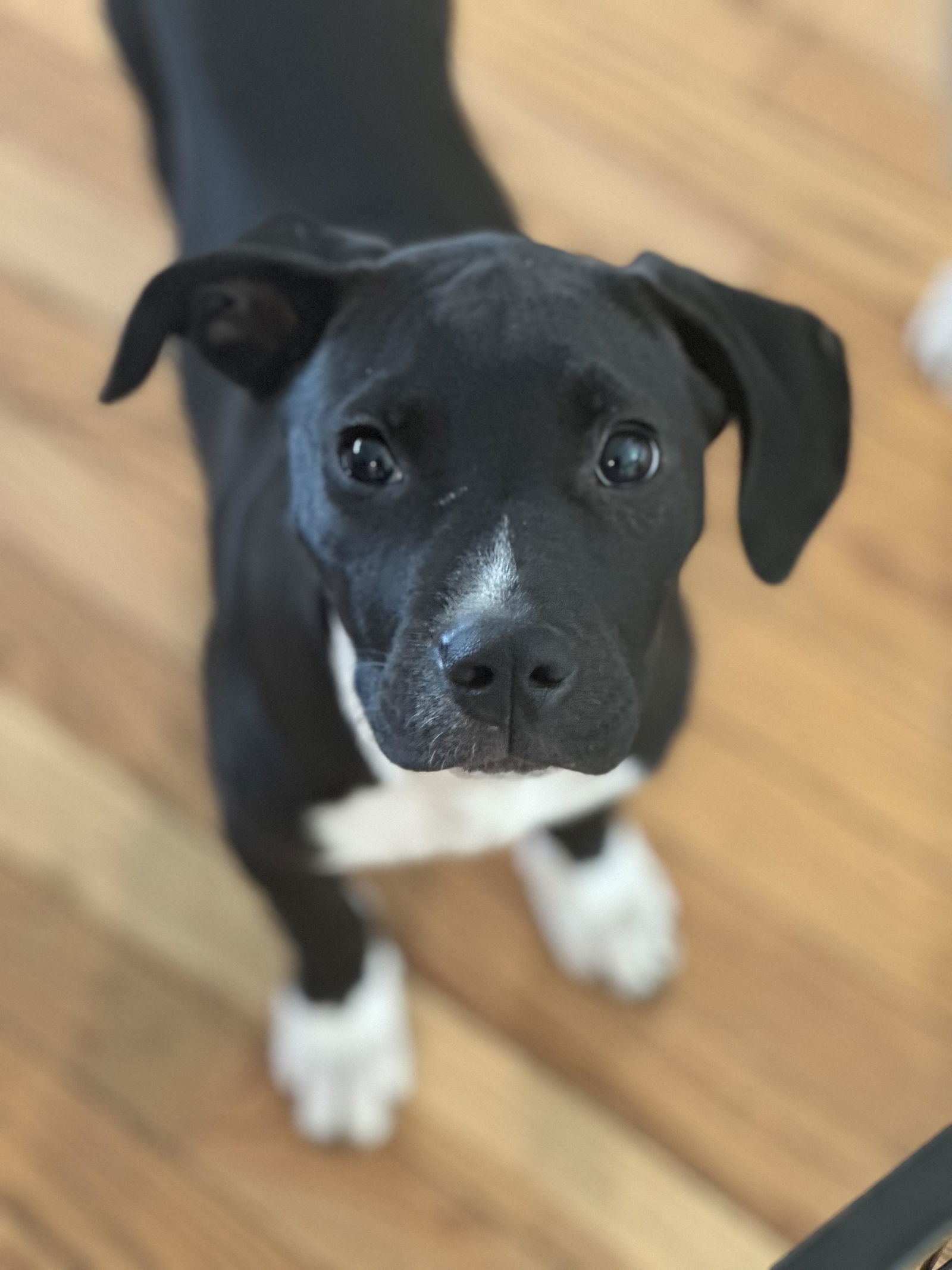 Poppy - Pretty Pup!