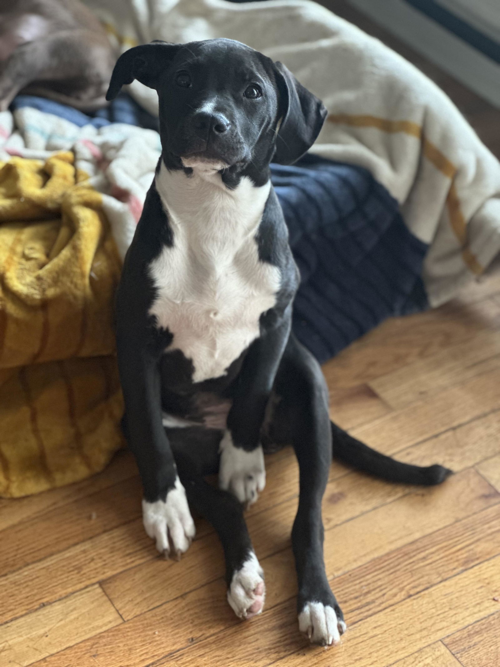 Poppy - Pretty Pup!
