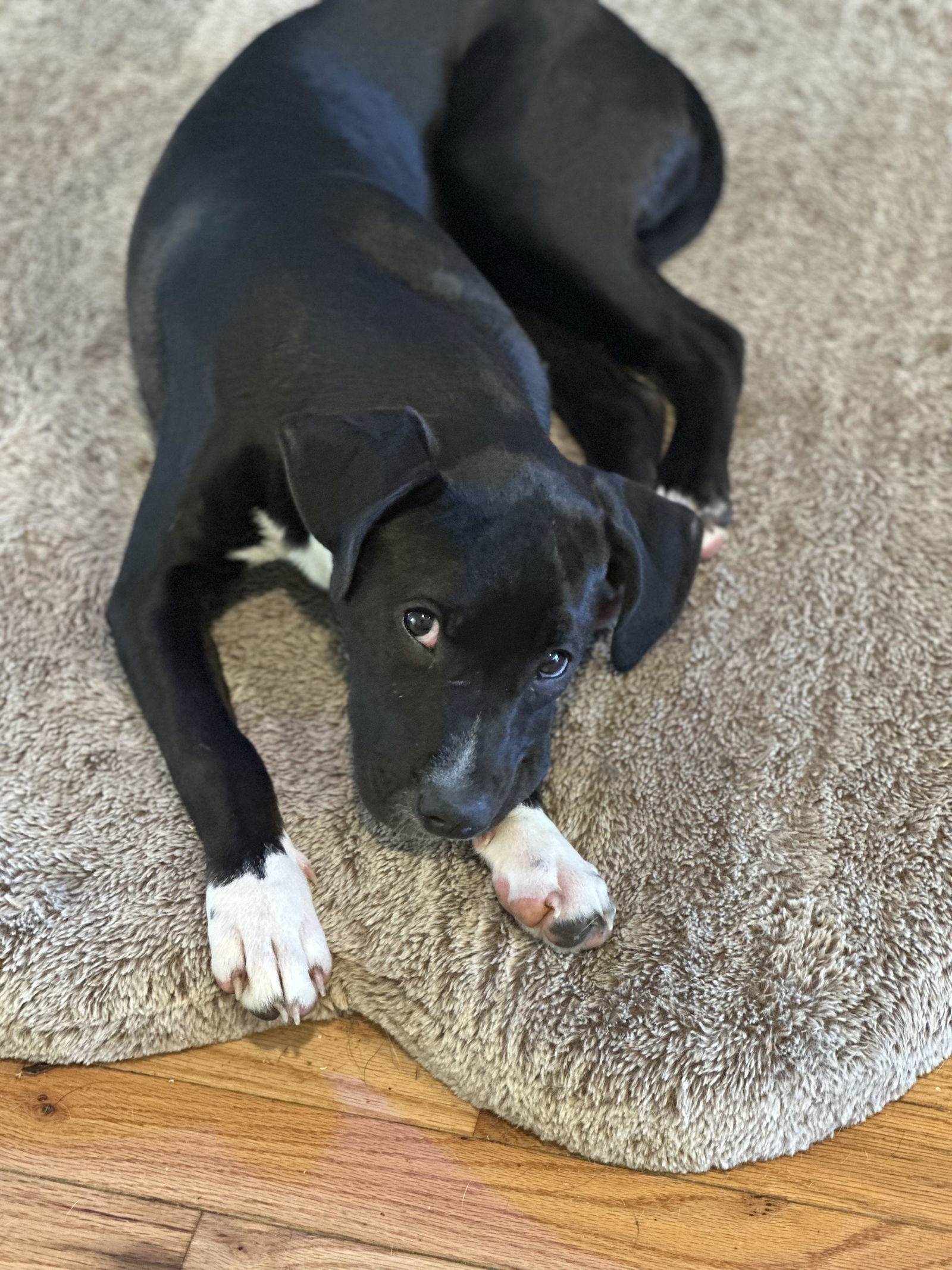 Poppy - Pretty Pup!