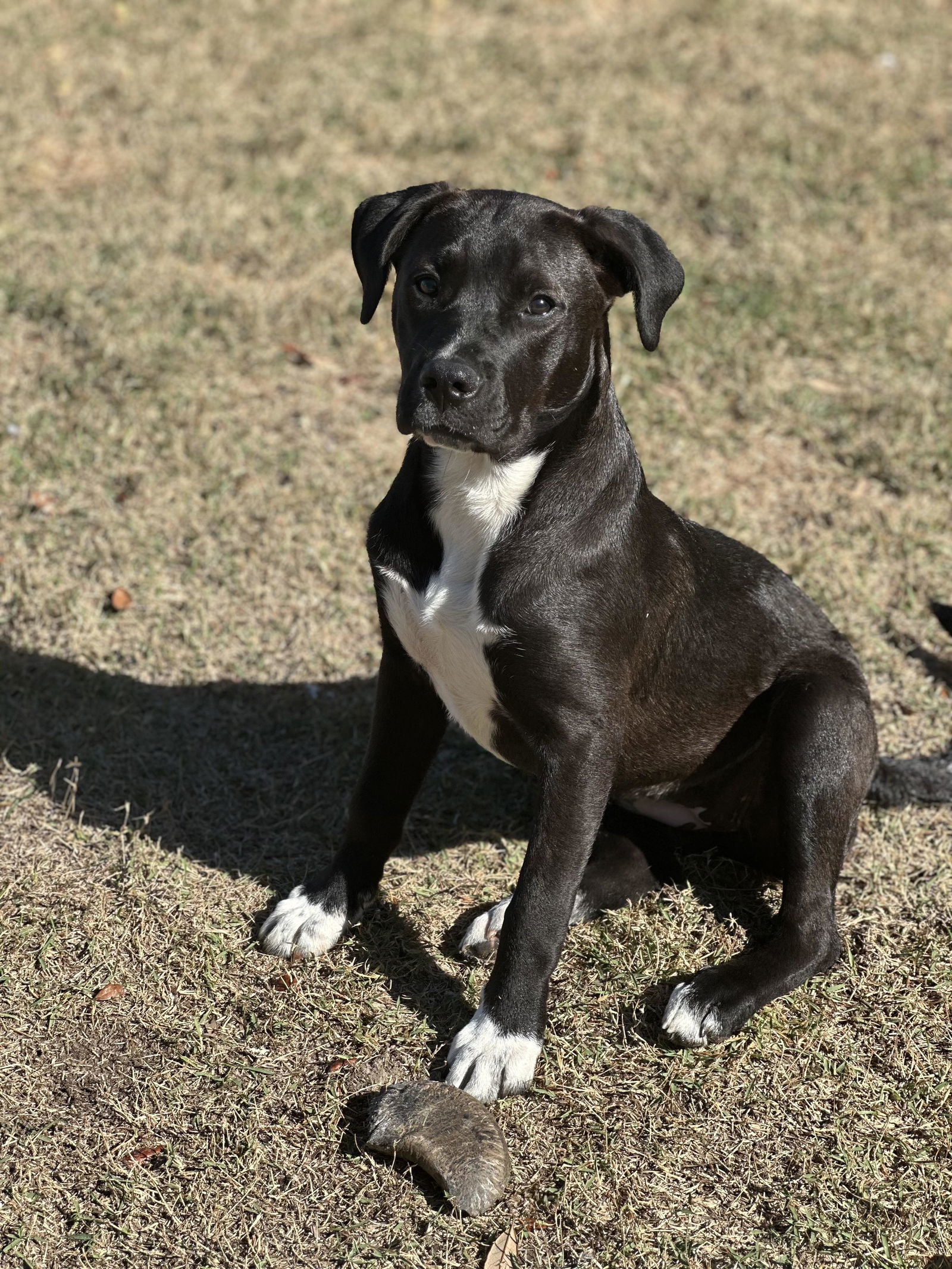 Princess - Precious Pup!