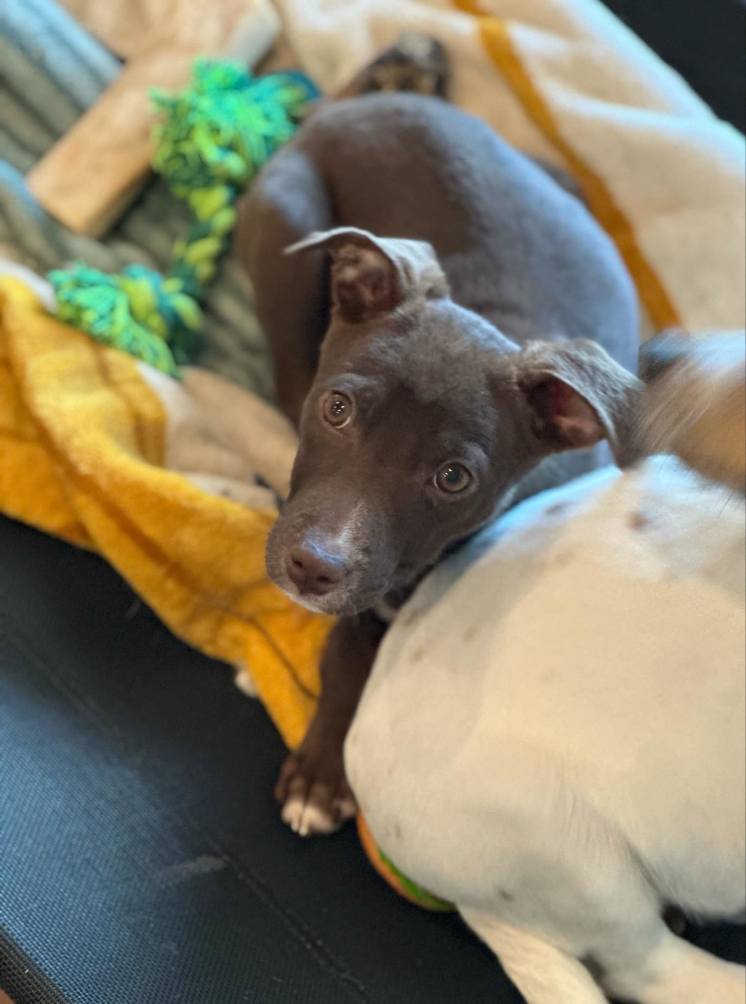 Penny - Perfect Pup!