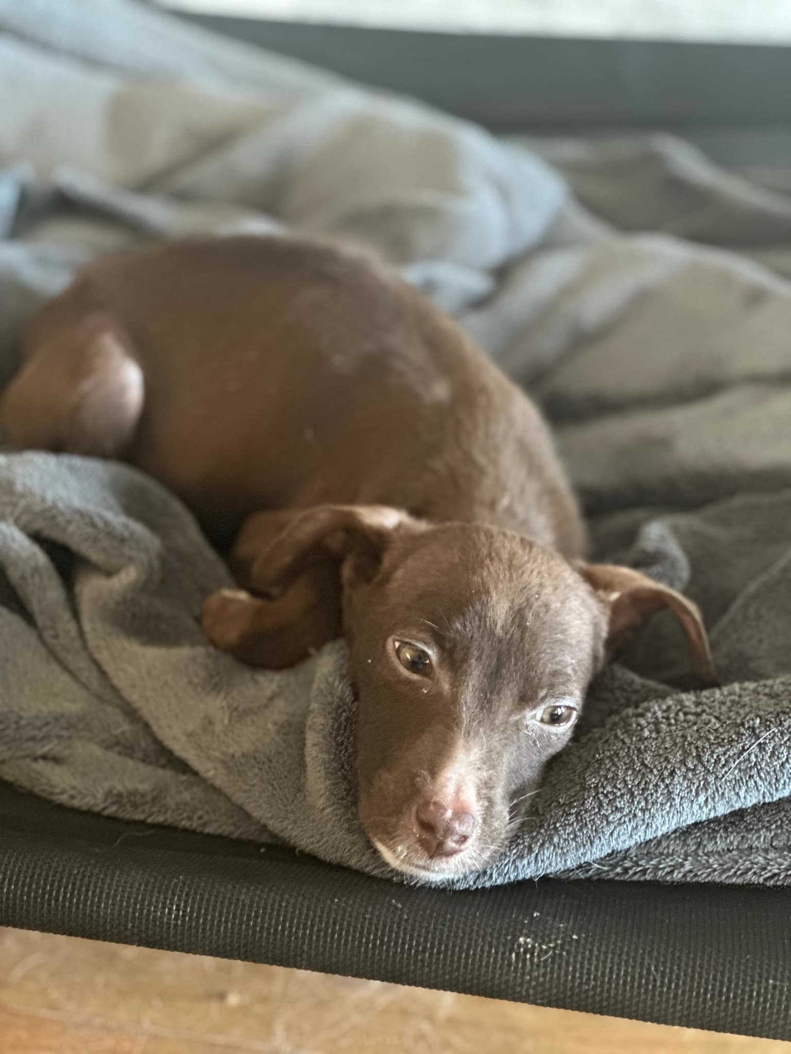 Penny - Perfect Pup!