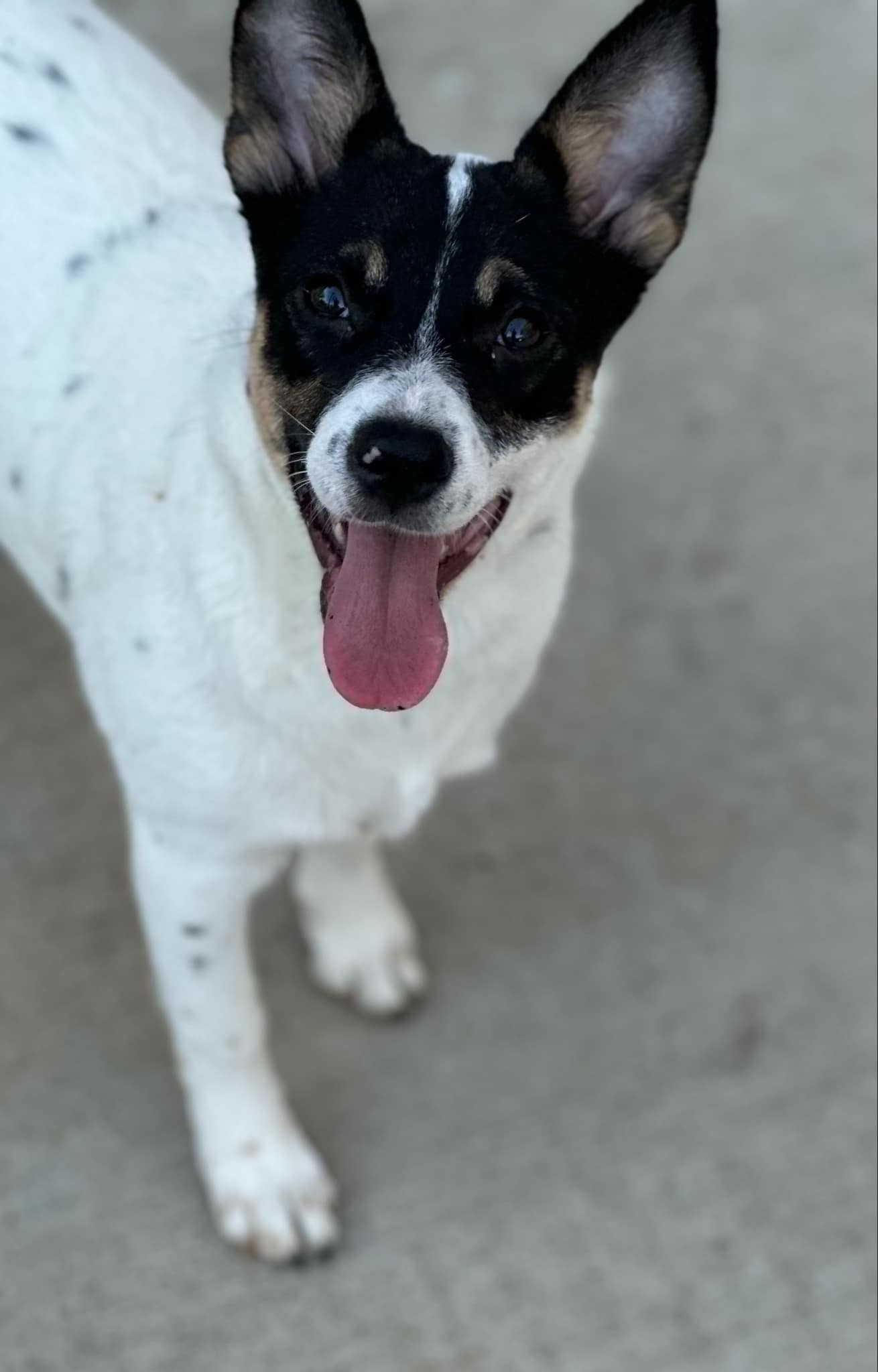 Punky - Priceless Pupper!