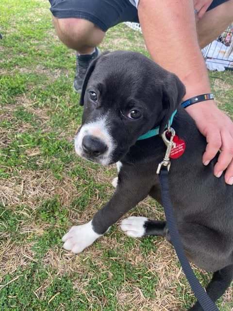 Ace - Awesome Pup!