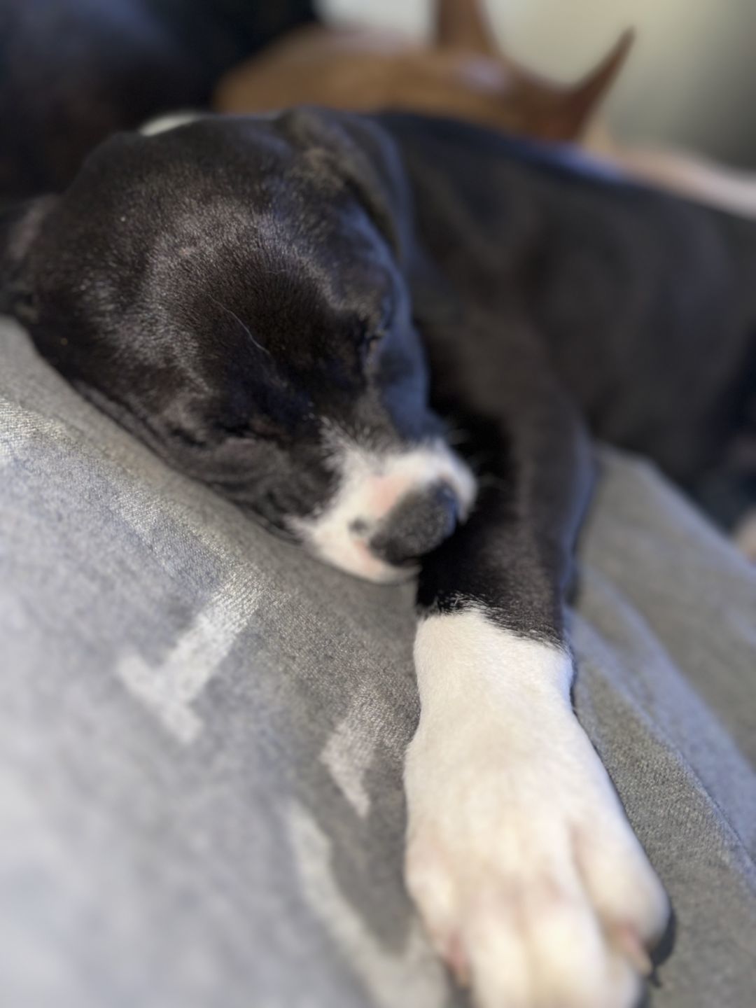 Ace - Awesome Pup!