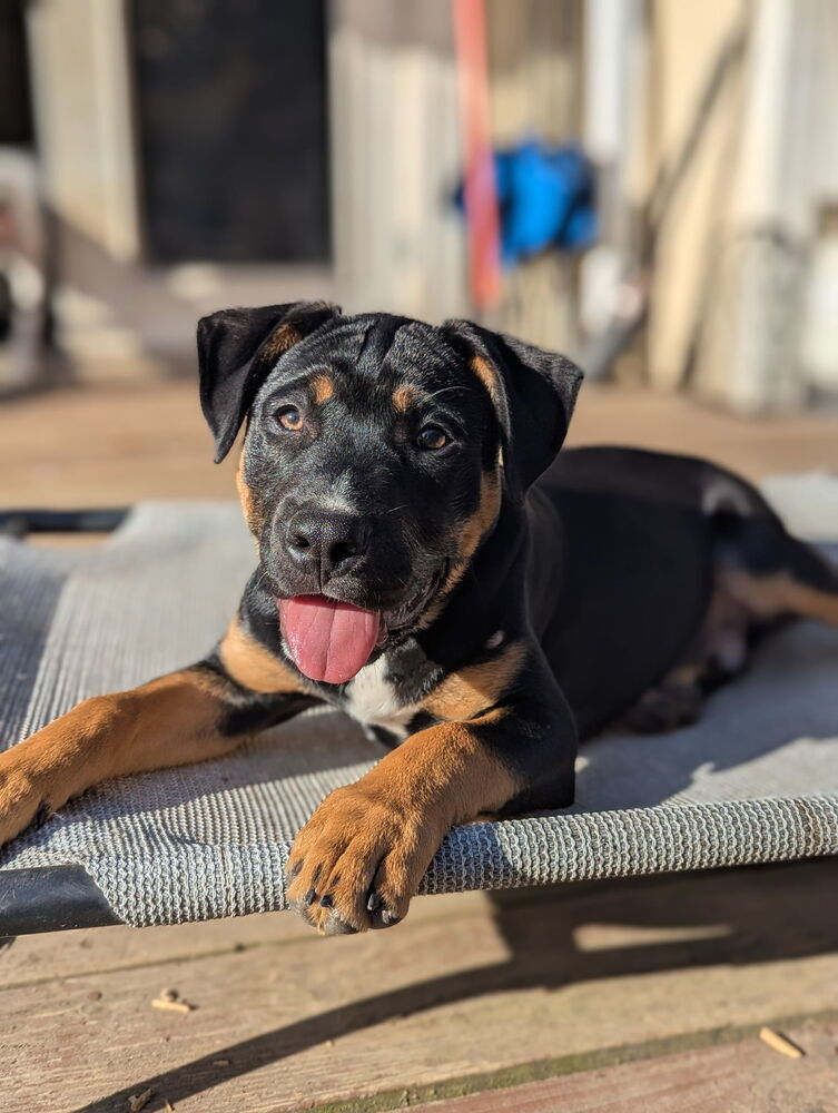 Dozer