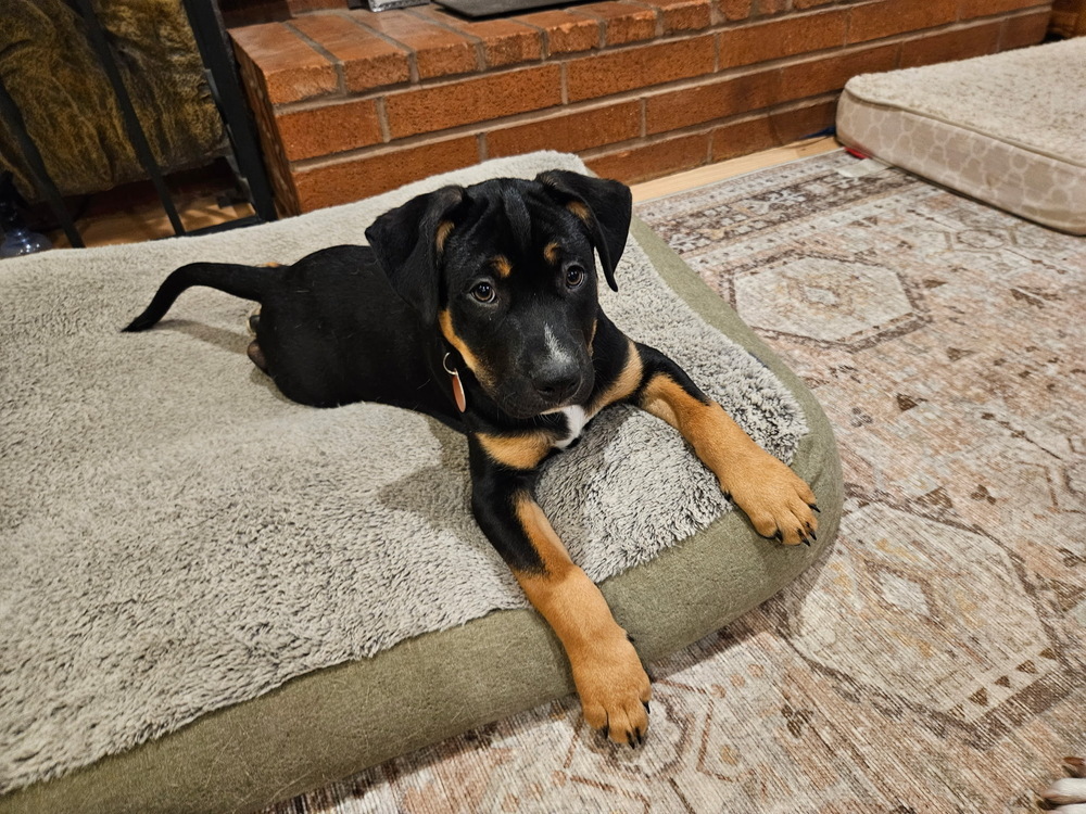 Dozer