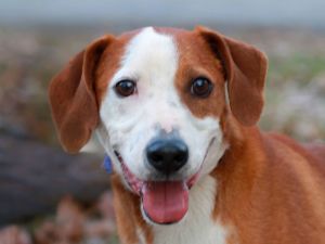 Tate, Adult Male Mountain Cur