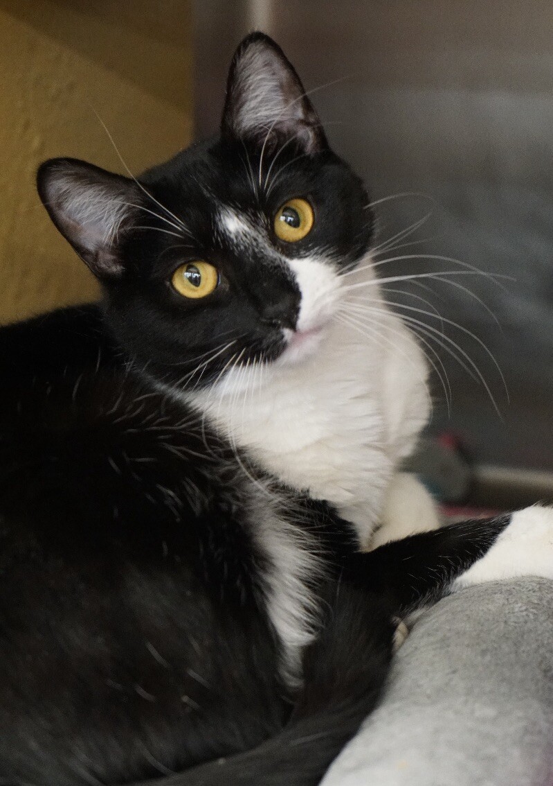 Lulu