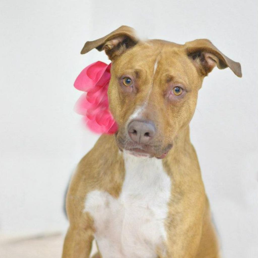 Nyla, an adoptable Pit Bull Terrier in Lake Havasu City, AZ, 86406 | Photo Image 1