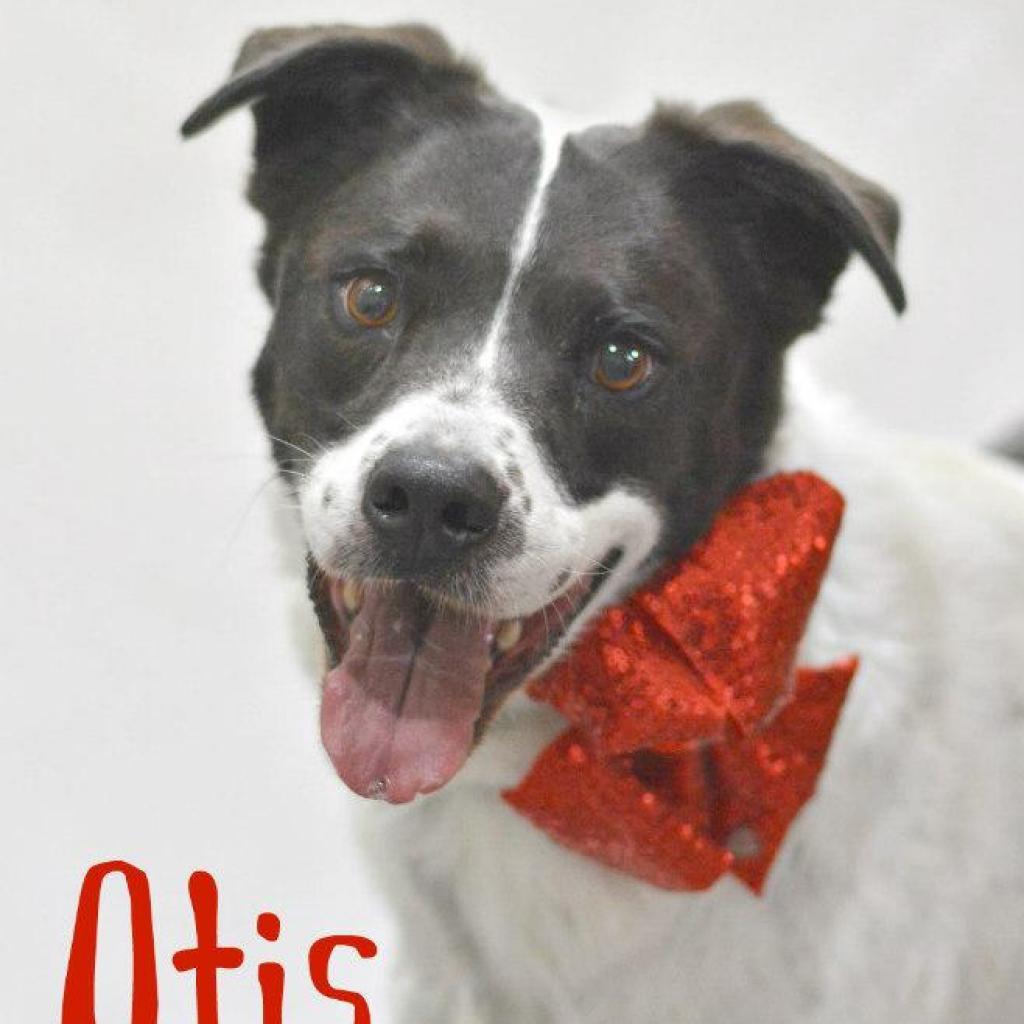 Otis, an adoptable Border Collie in Lake Havasu City, AZ, 86406 | Photo Image 1