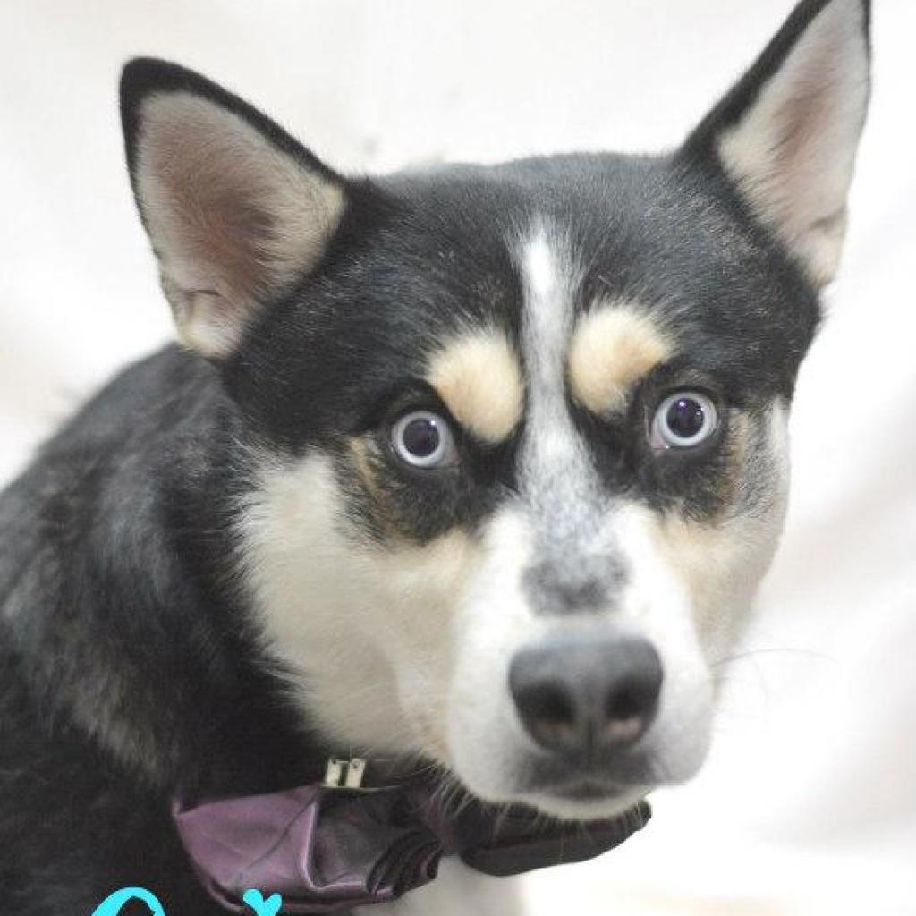 Cabo, an adoptable Husky in Lake Havasu City, AZ, 86406 | Photo Image 1
