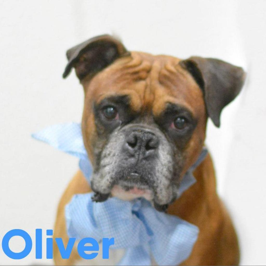 Oliver, an adoptable Boxer in Lake Havasu City, AZ, 86406 | Photo Image 1