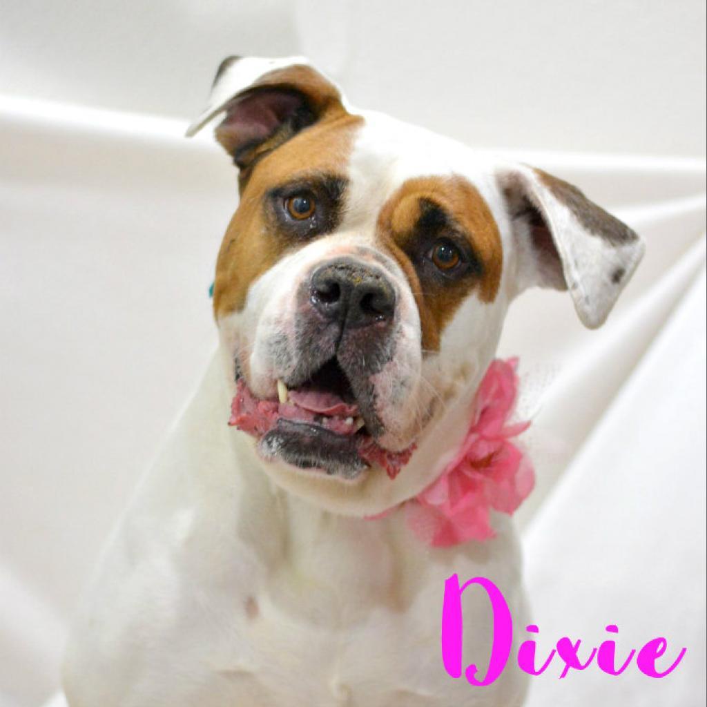 Dixie, an adoptable American Bulldog in Lake Havasu City, AZ, 86406 | Photo Image 1