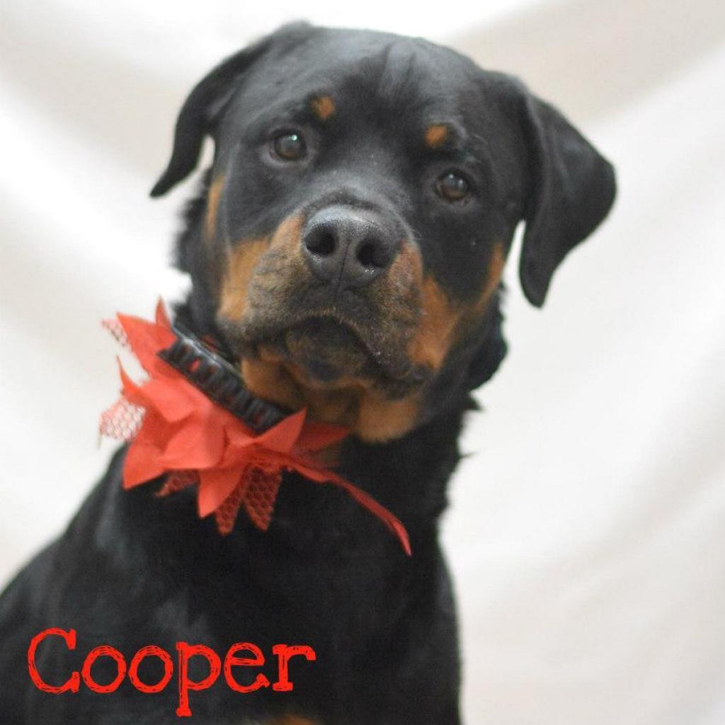 Cooper, an adoptable Rottweiler in Lake Havasu City, AZ, 86406 | Photo Image 1