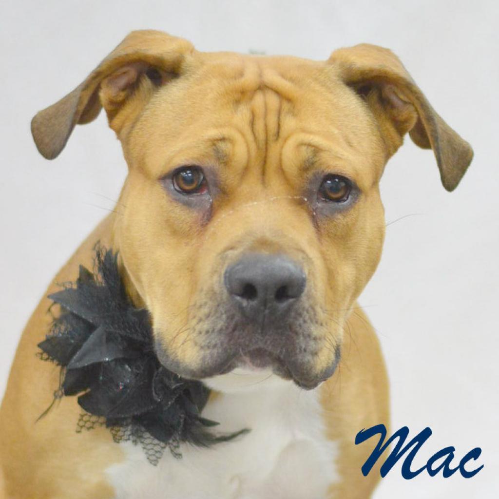 Mac, an adoptable Pit Bull Terrier in Lake Havasu City, AZ, 86406 | Photo Image 1